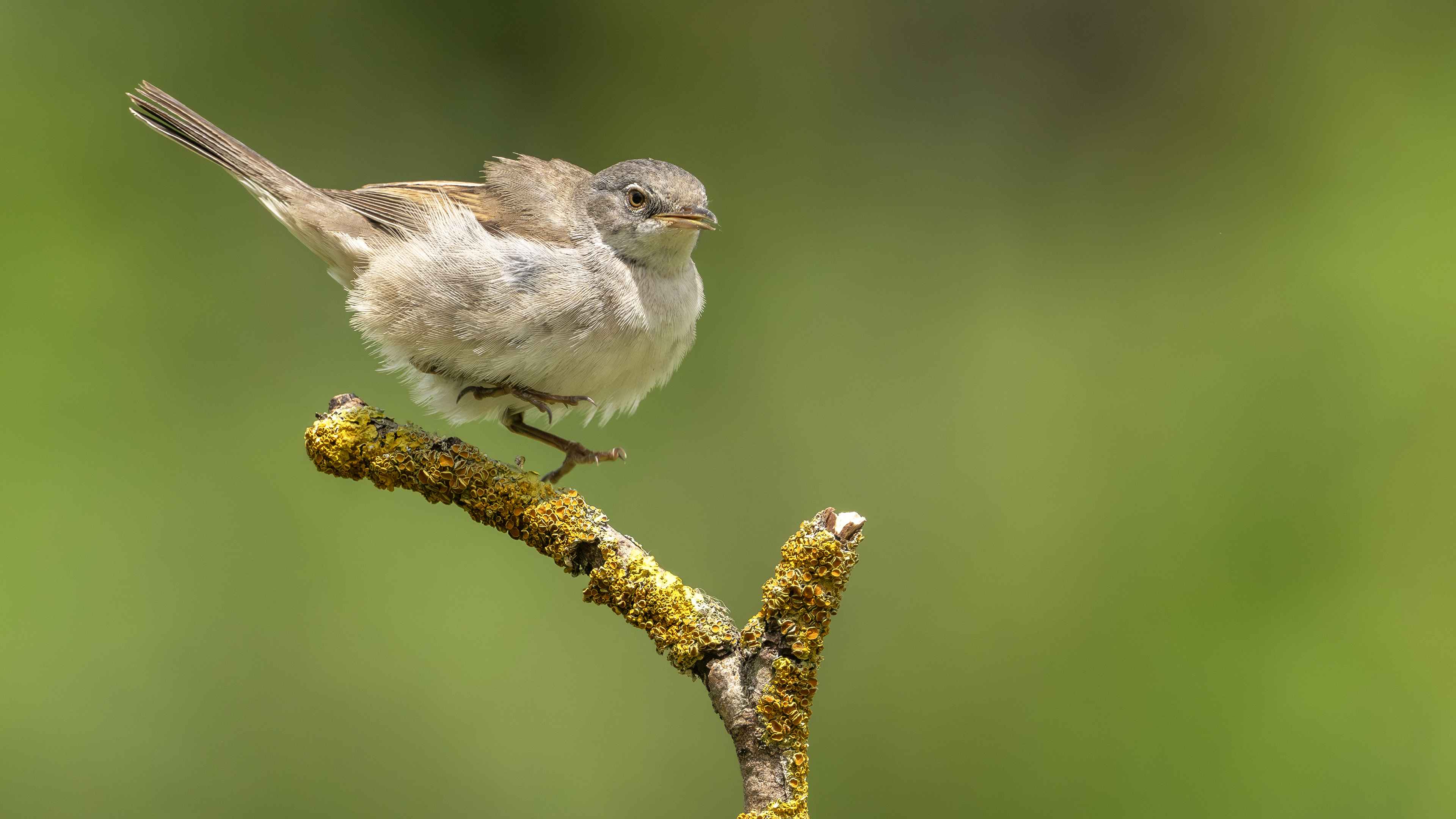 Greater Whitethroat